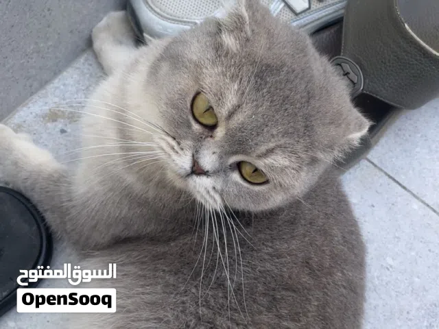 قفص مع قطط سكوتش  اقرا الوصف