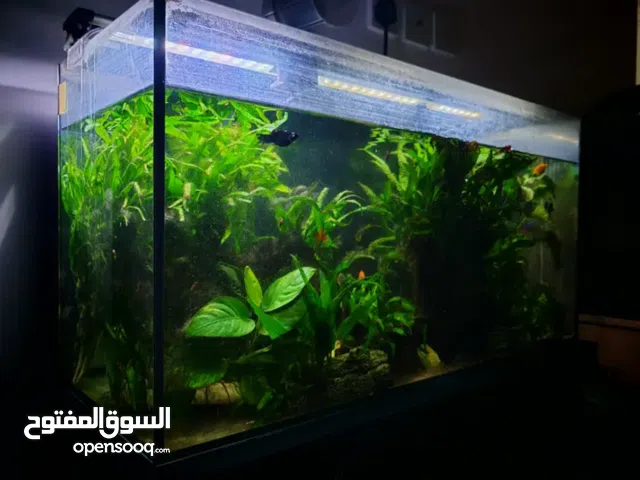 2 Fish tanks for Sale with Fish, Live Plants, Driftwood, and Filters