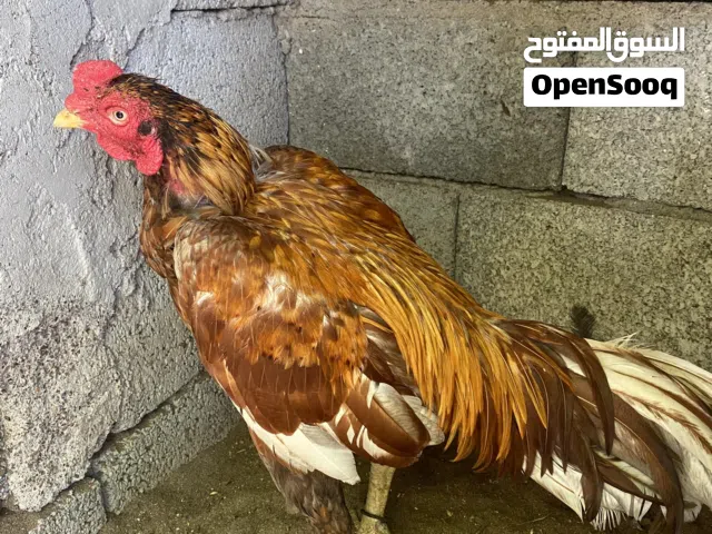 للبيع طير اموره طيبه