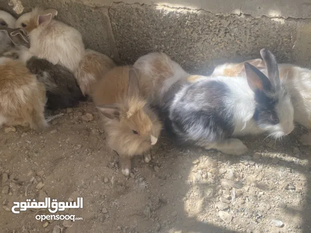 ارانب مميزه جميله العامرات  أعمار مختلفه هولندي وفرنسي