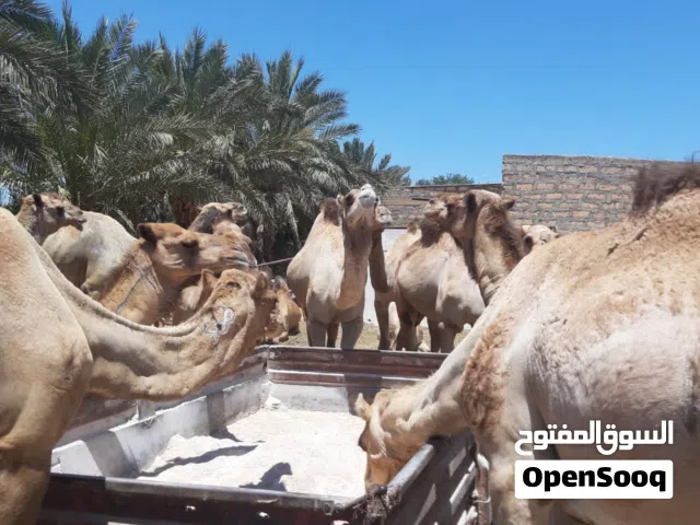 جمال اضاحي للبيع