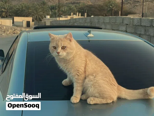 للبيع قط شيرازي ومعه طقه هملايا تحتاج ابره