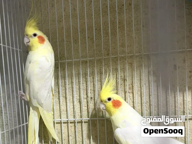 اعلان بيع زوج كوكتيل لوتينو بسعر جدا مناسب