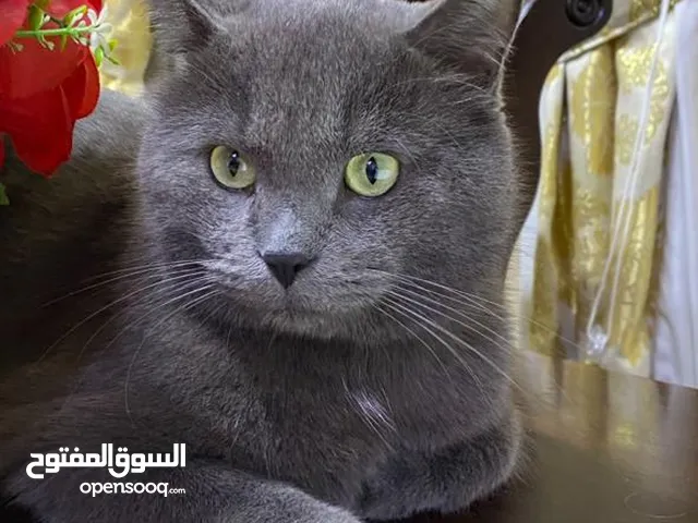 قطط عدد 2 شيرازي و بريتيش ذكر و أنثى