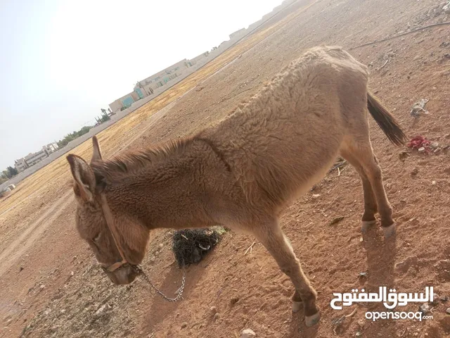 ..حما.ر ..للبيع.. السعر 90 قريب ..من.. جسر .مادباء. .................... .. ........................