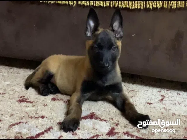 كلبه مالينوا عمر شهرين ونص