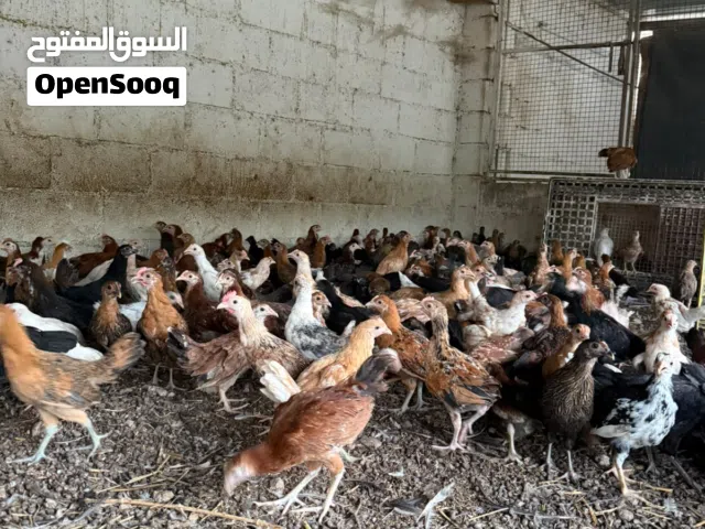 للبيع دجاج عماني محلي ع 700بيسه يوجد خدمة للذبح