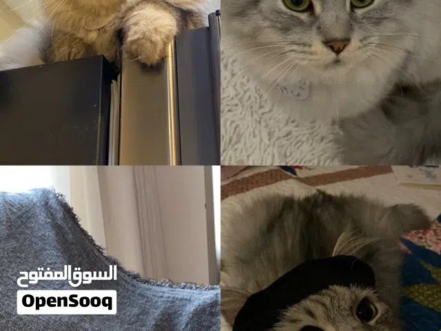 4yr old Mix-breed British Longhair/Himaliyan/Persian up for adoption for FREE
