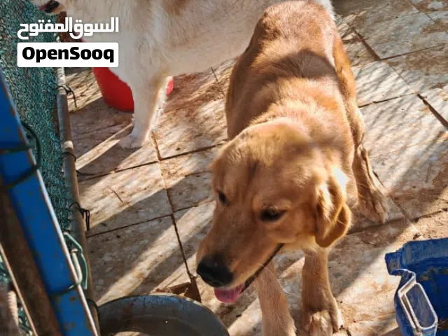 كلاب نوع قولد برو وكلب سلق