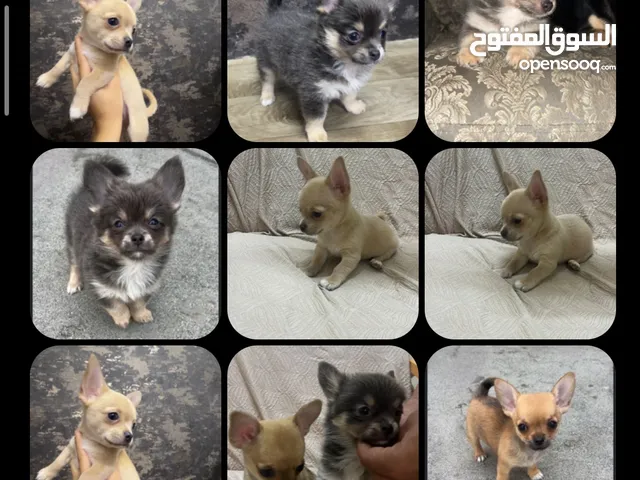 For Sale – Purebred Chihuahua Puppies شيواوا