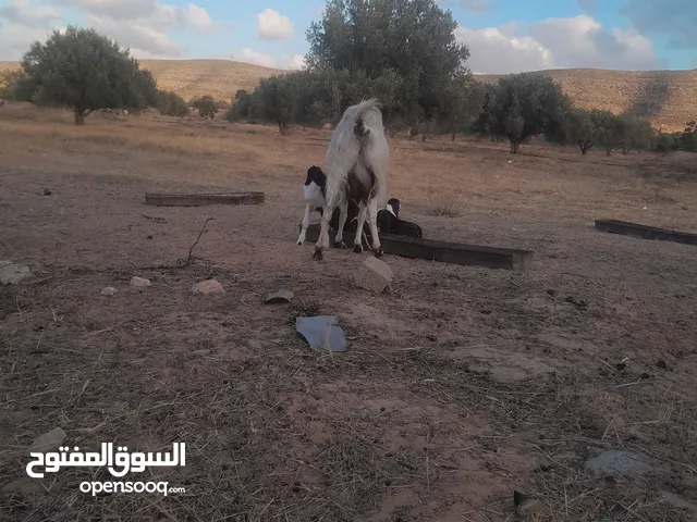 ماعز للبيع