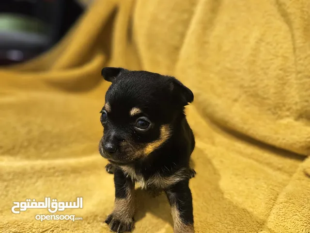 Chihuahua Puppy