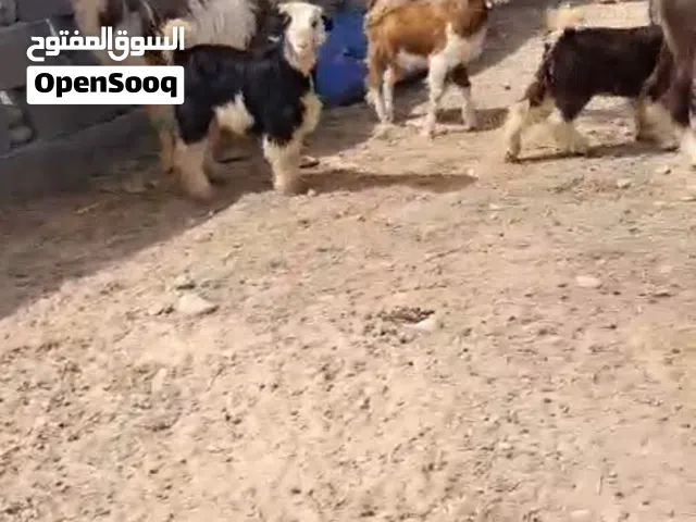 مواليد للبيع العدد 2  وأغنام للبيع جباليات