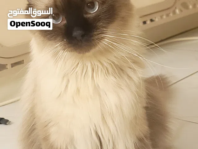 قط همالايا للتبني مع كل اغراضه