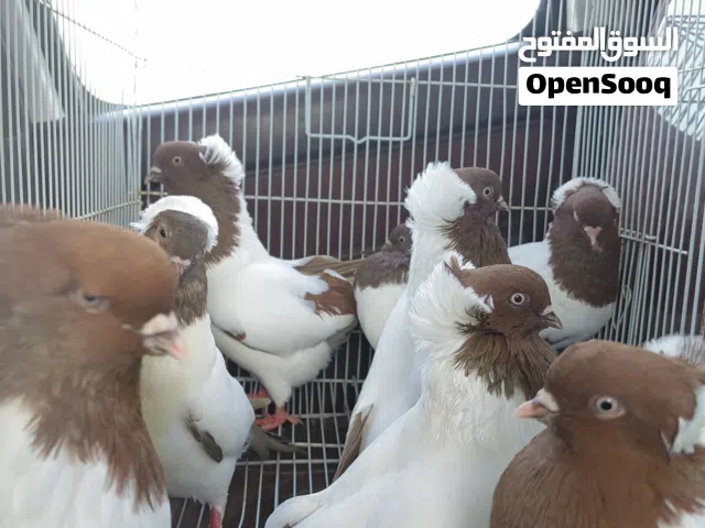 مطلوب حمام راباش