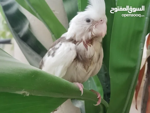 للبيع كوكتيل نهايت غر اليف مافي عض تناديه يجيك هدد داخلي مناسب لل اطفال نضافه وصحه سعر
