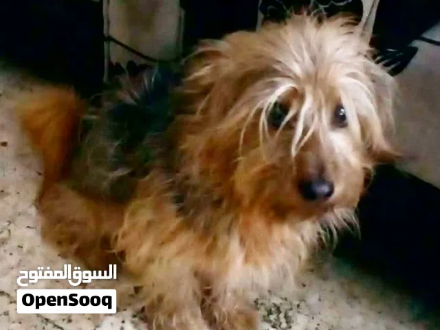 ذكر وانثى للبيع للضروره  بداعي السفر  الانثى الاسود والذكر لملون لحالو ب 30ولجوز معبعض ع 50والله يطر