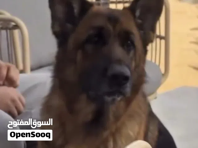 للبيع نثيه جيرمن ماخذه مركز