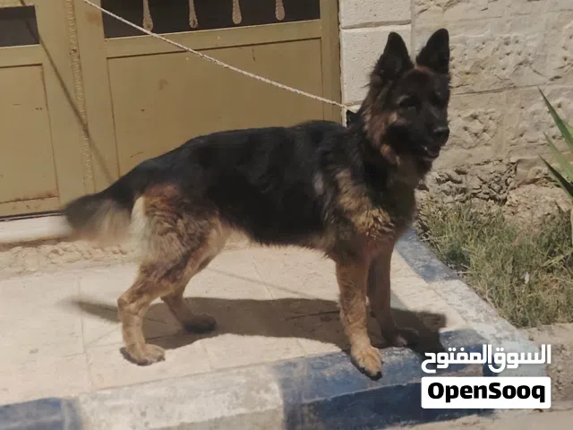 كلب جيرمن  للبيع او بدل على دوبر