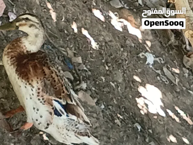 دكر بط زينه عراقي الله يبارك