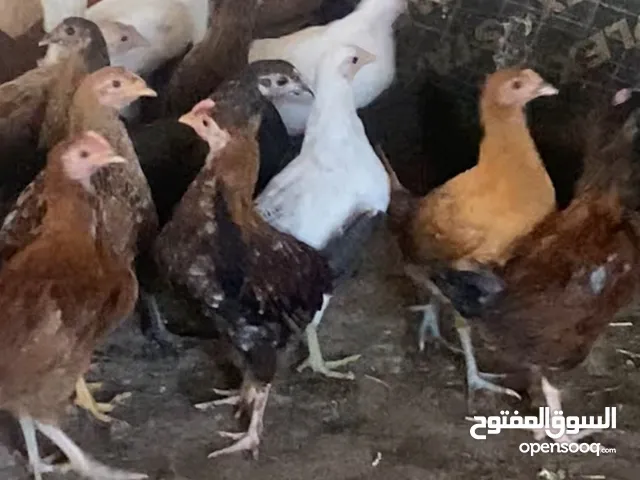 دجاج ( سقوان عمانيات )