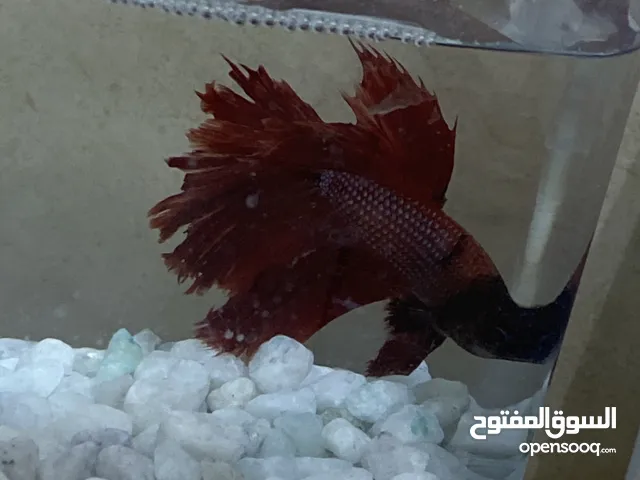 سمك ال Fitter للبيع بصحة ممتازة بألوان جميلة . Fitter fish for sale