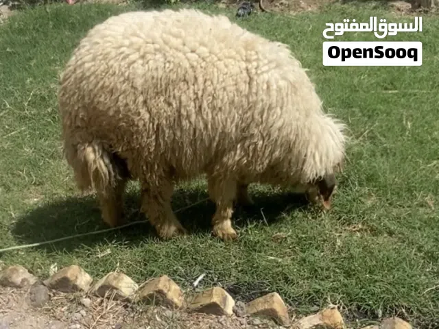 متاح طلي نثيه فول سمينه حيل. سعر 400