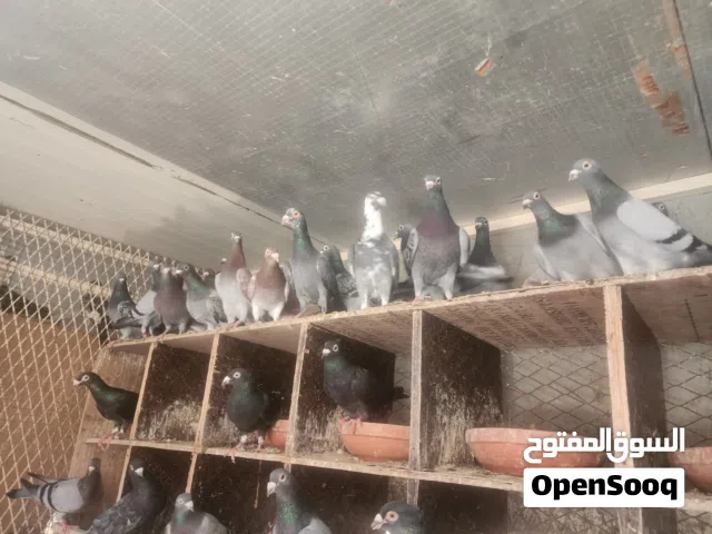 حمام زاجل وحمامباكسندتاتي وحمام زينه كافة الأنواع متوفر