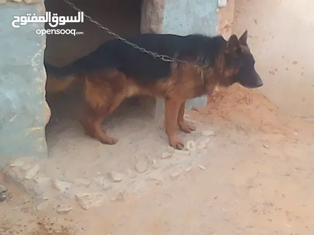 مطلوب دكر شورت هير