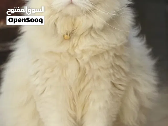Cute White Persian Male Cat for Sale – 11 Months Old
