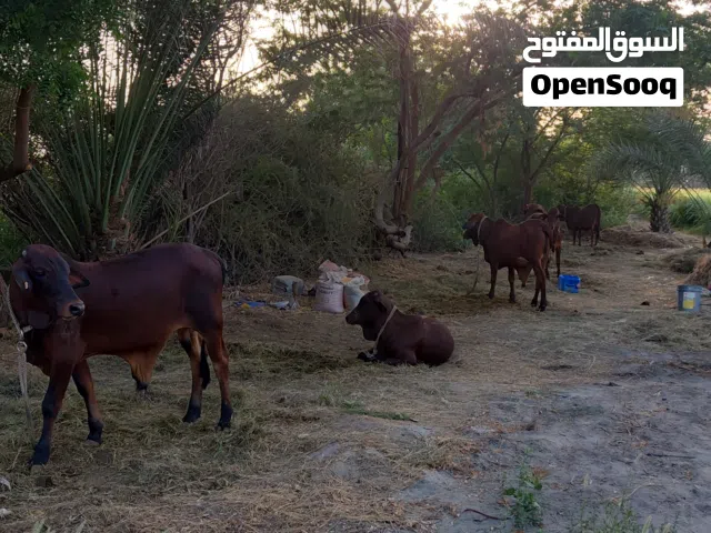 ثيرأن للبيع ولأيه المصنعه رقم التوأصل