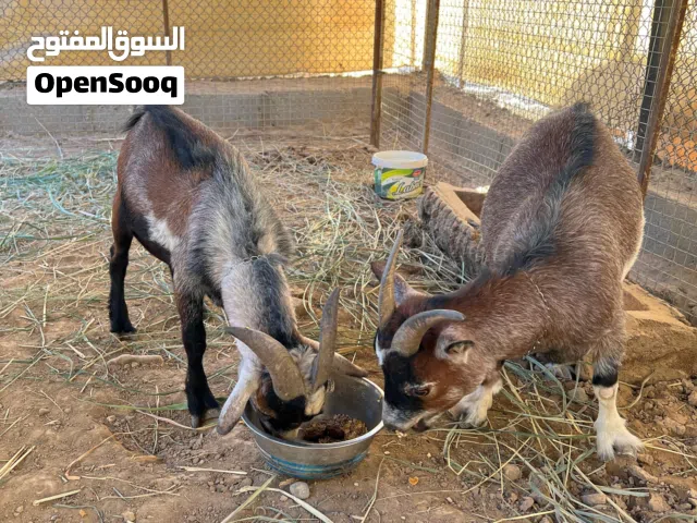 للبيع الماعز القزم البلجيكي بيور