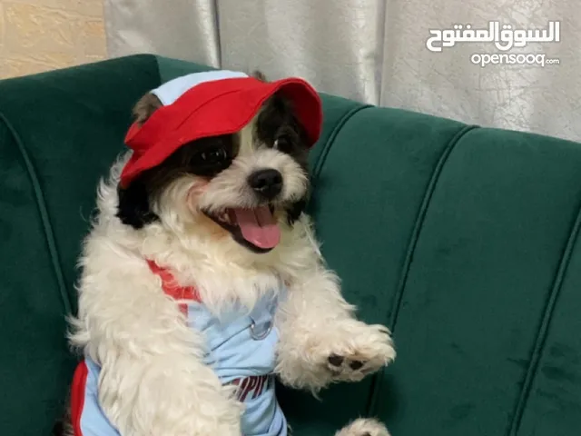 شيتزو بيور