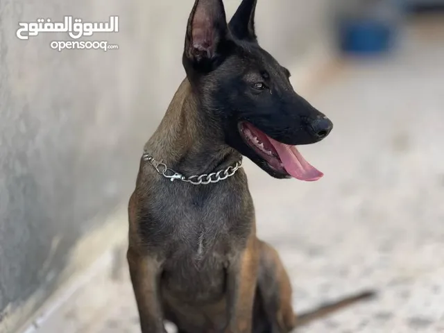 جرو ملنوا للبيع