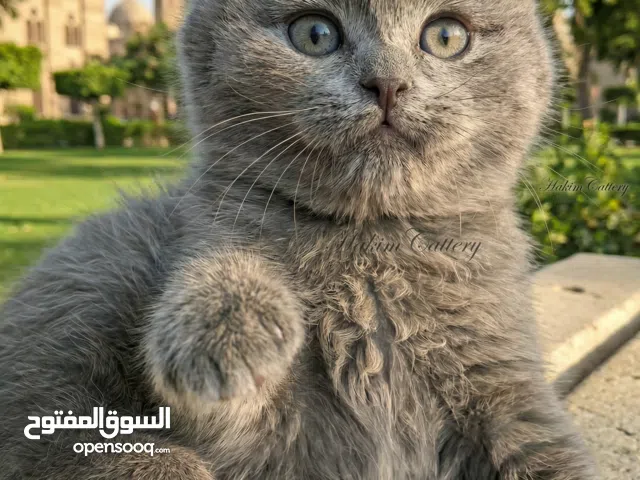 ذكر سكوتش  فولد ، بلو ، 45 يوم  ماشاء الله تبارك الرحمن  Scottish Fold, Male, 50 days