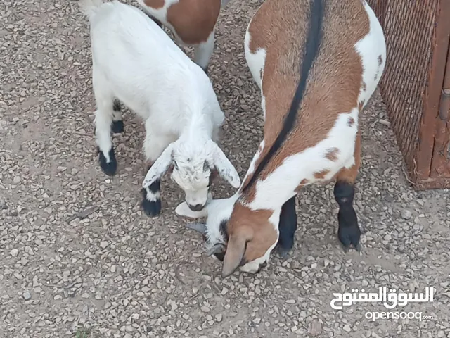 ماعز كوردي اصلي