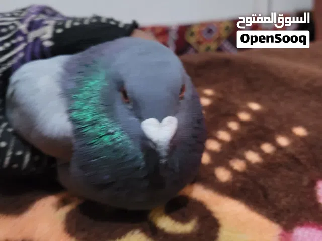 حمام زاجل نوع الصيل