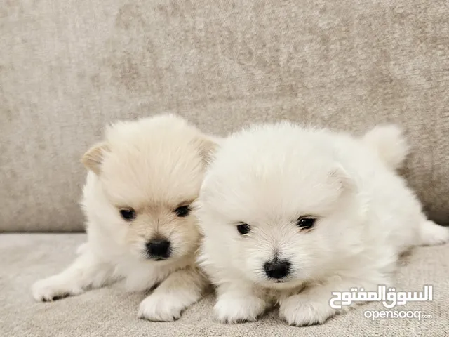 Mini toy poodle and pomernian and yorki