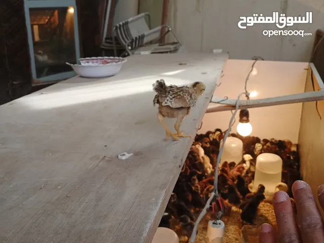 صيصان بلدي اعمار مختلفه للبيع