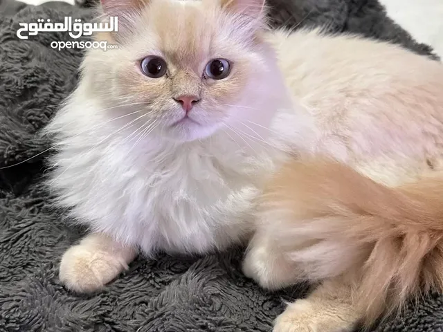 Adorable Ragdoll Cat Ready for Adoption