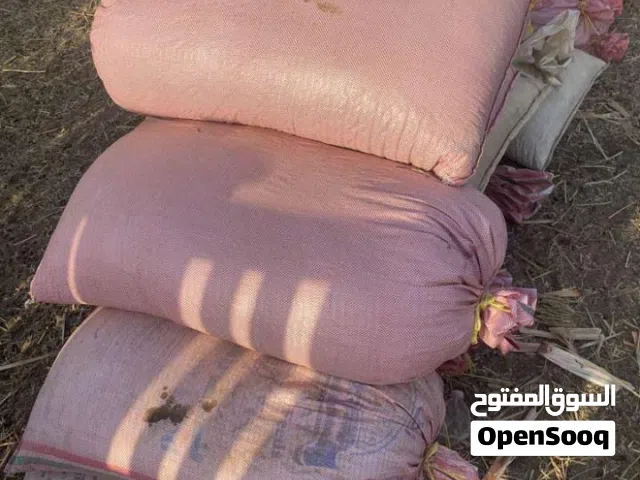 سماد اغنام للبيع نظيف