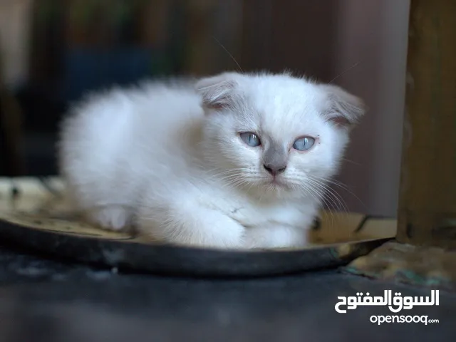 Blue point Scottish Fold girls، highest quality in Egypt