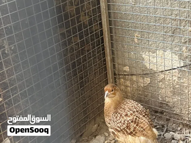 للبيع ذكر صفرد باكستاني الاصفر الحجم سوبر الجامبو