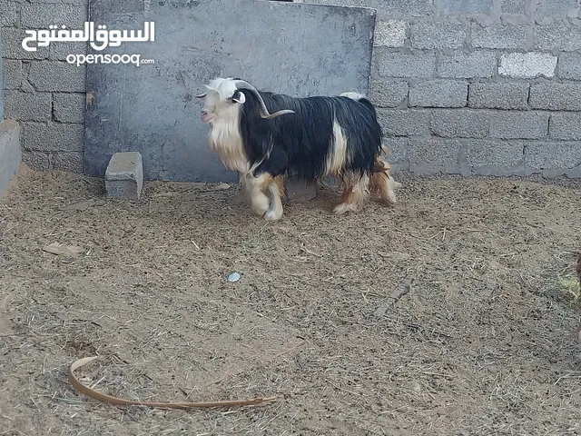 تيس للبيع العمر 3سنوات