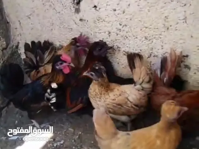 دجاج كويت حبحب