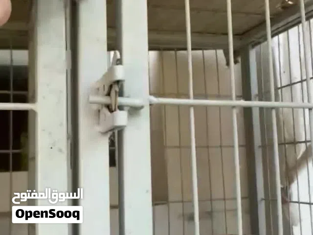 للبيع اقفاص نظام طوابق وفواصل تنفع لجميع انواع الطيور والحيوانات الاخرى