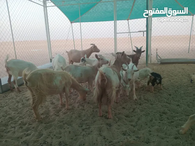 للبيع صنف معزا الالماني القزم