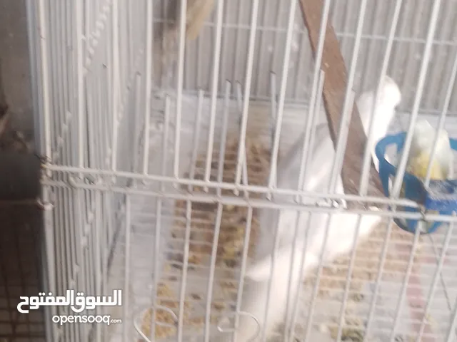 كوكتيل البينو و اناثي حسون جاهزه للانتاج