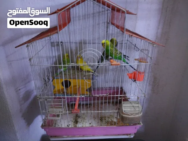 قفص طيور حب
