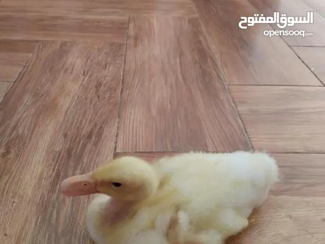 بط عمرها شهر ونص كبيره لونها ابيض سعرهاا 20دينار